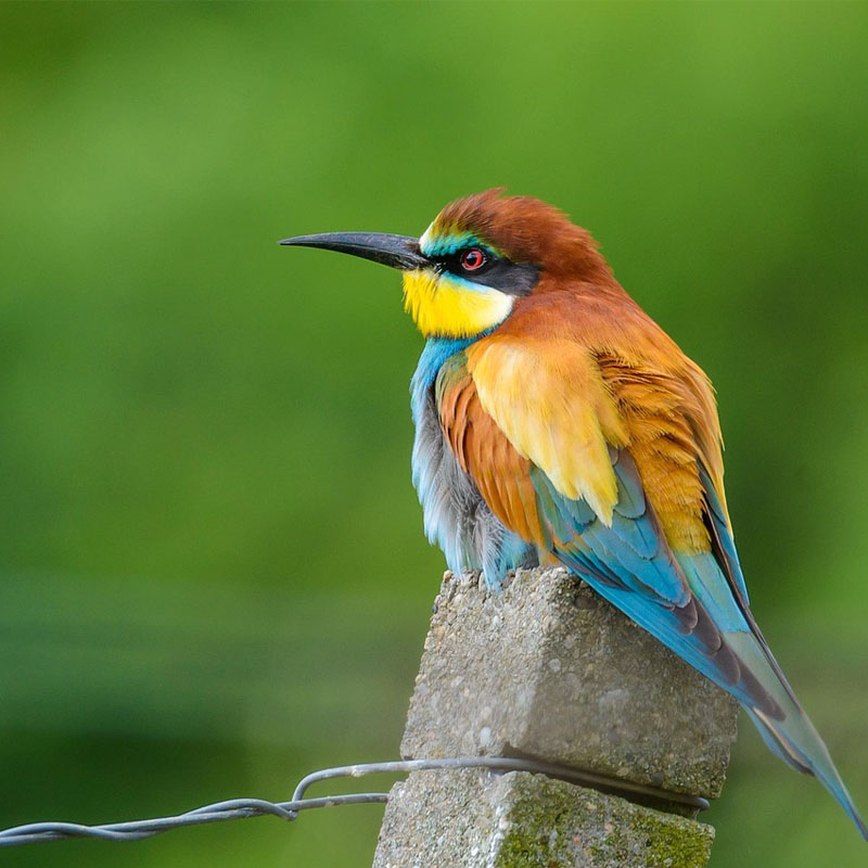 Guêpier d'Europe sur un poteau en ciment