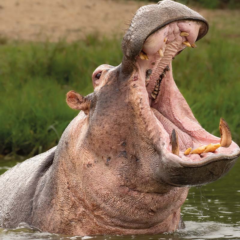 Hippopotame dans une rivière qui ouvre grand la gueule.