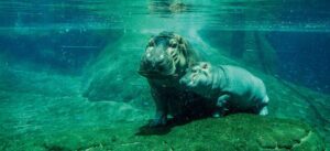 Hippoptame et son petit qui se reposent sous l'eau dans une rivière