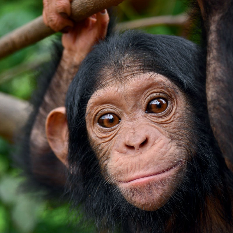 Bébé chimpanzé dans la forêt