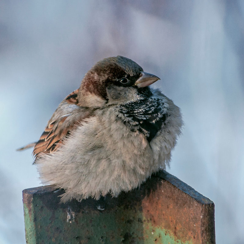 Moineau domestique mâle sur un poteau en métal.