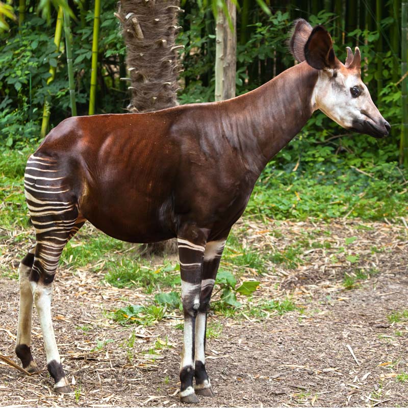 Okapi