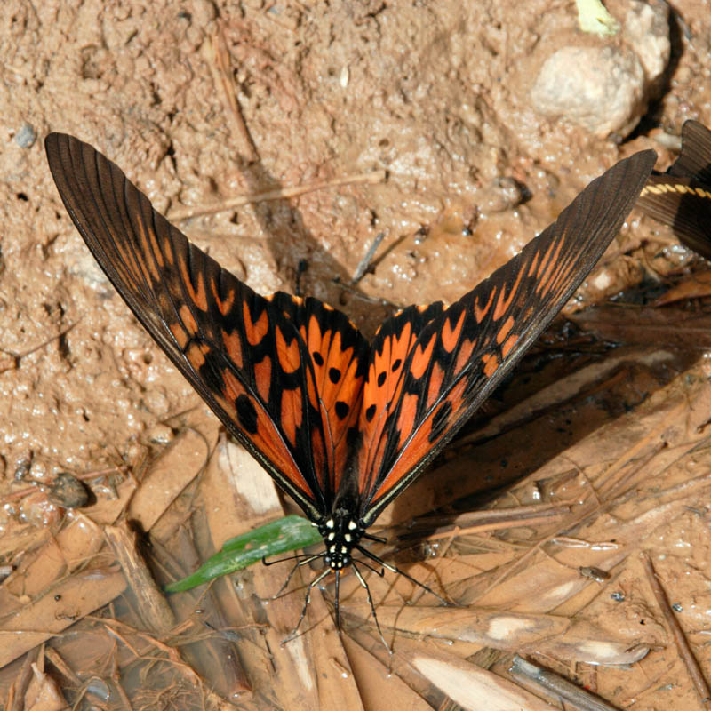 Papillon Papilio antimachus posé sur le sol de terre séchée