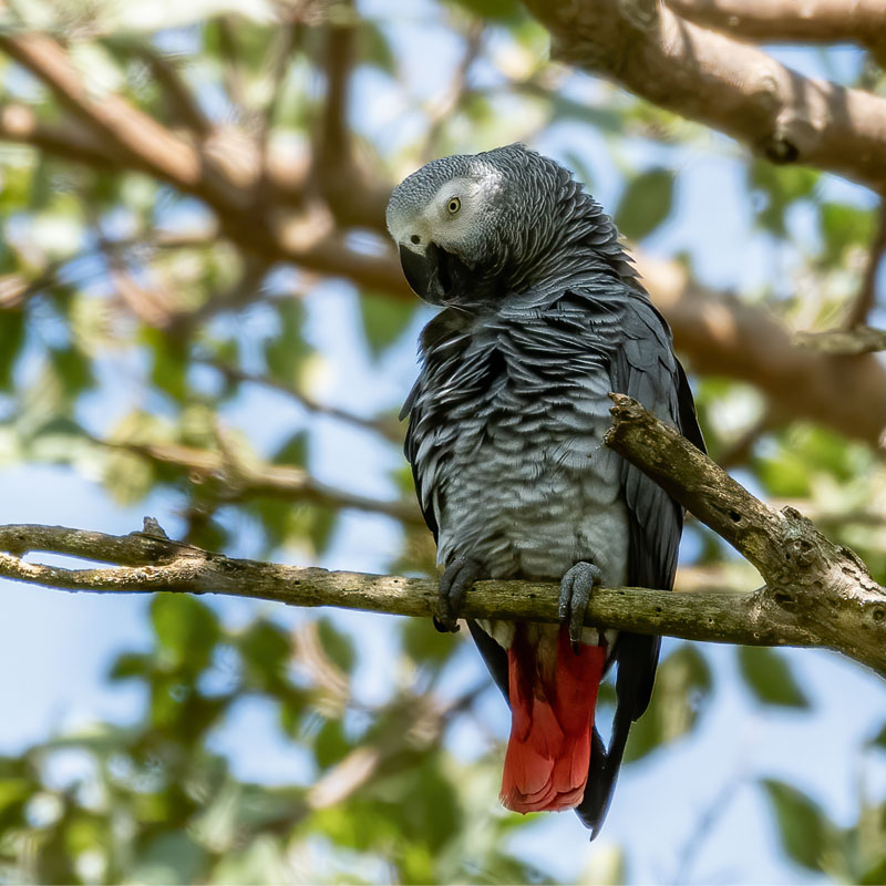 Perroquet gris en liberté, dans un arbre.