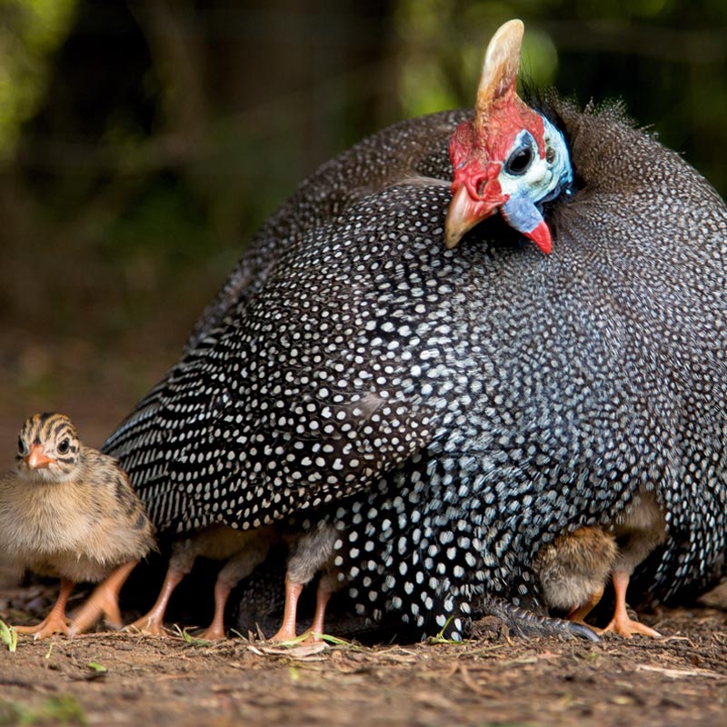 Pintade en liberté et ses poussins, blottis dans ses plumes