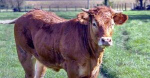 Sains et saufs, Sixtine le veau à 6 pattes