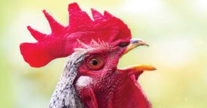 Communication animale, les langages des animaux