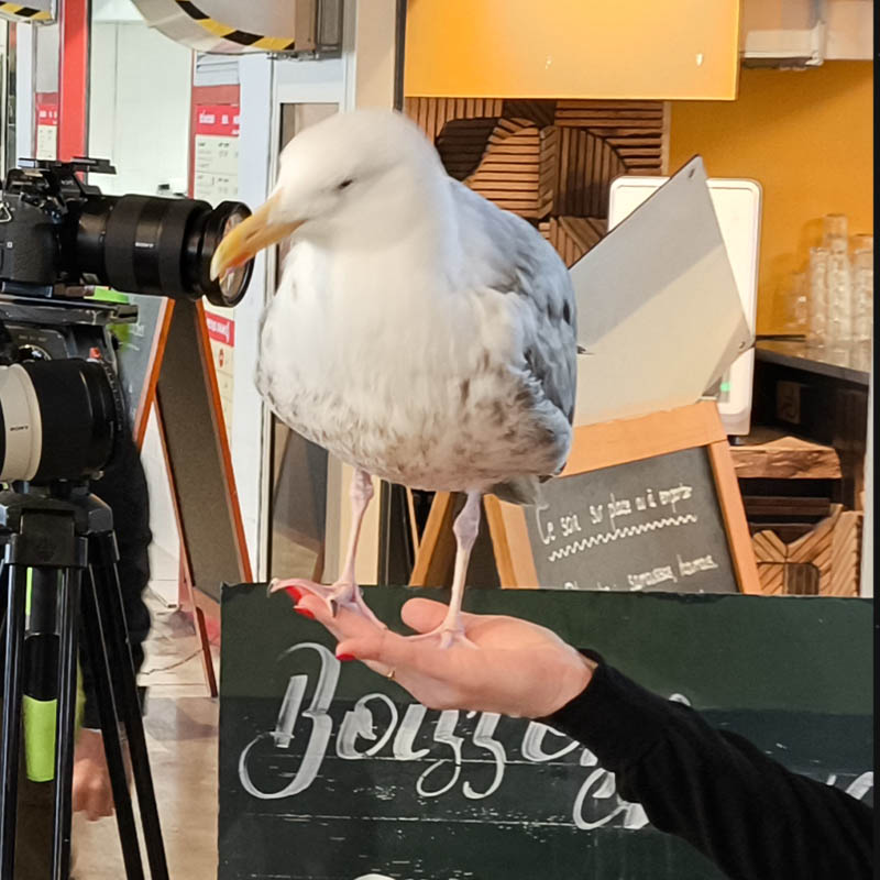 Arek posé sur une main