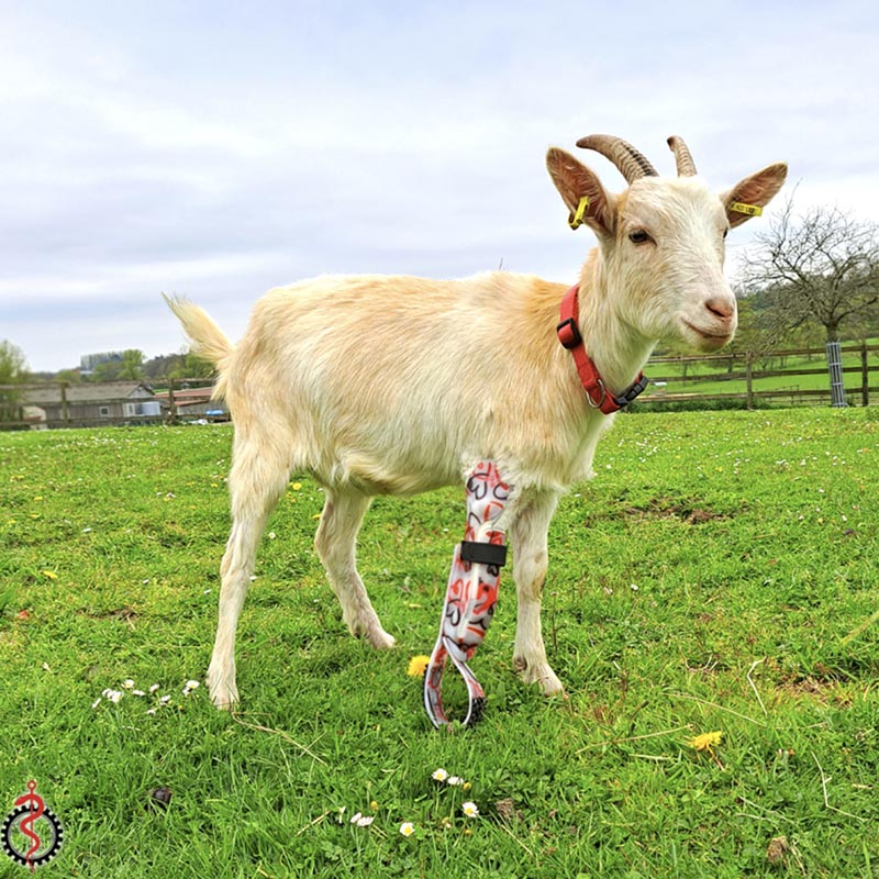 Chèvre blanche dans un pré avec une prothèse à la patte avant droite