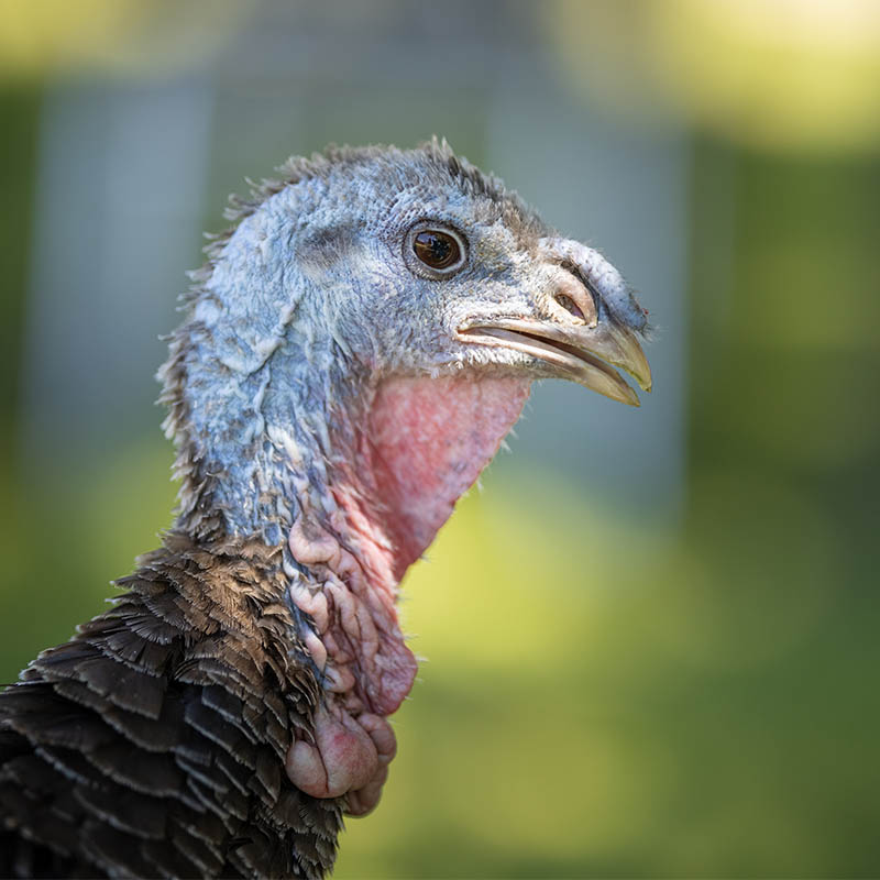 Portrait de Luce, une dinde sauvée
