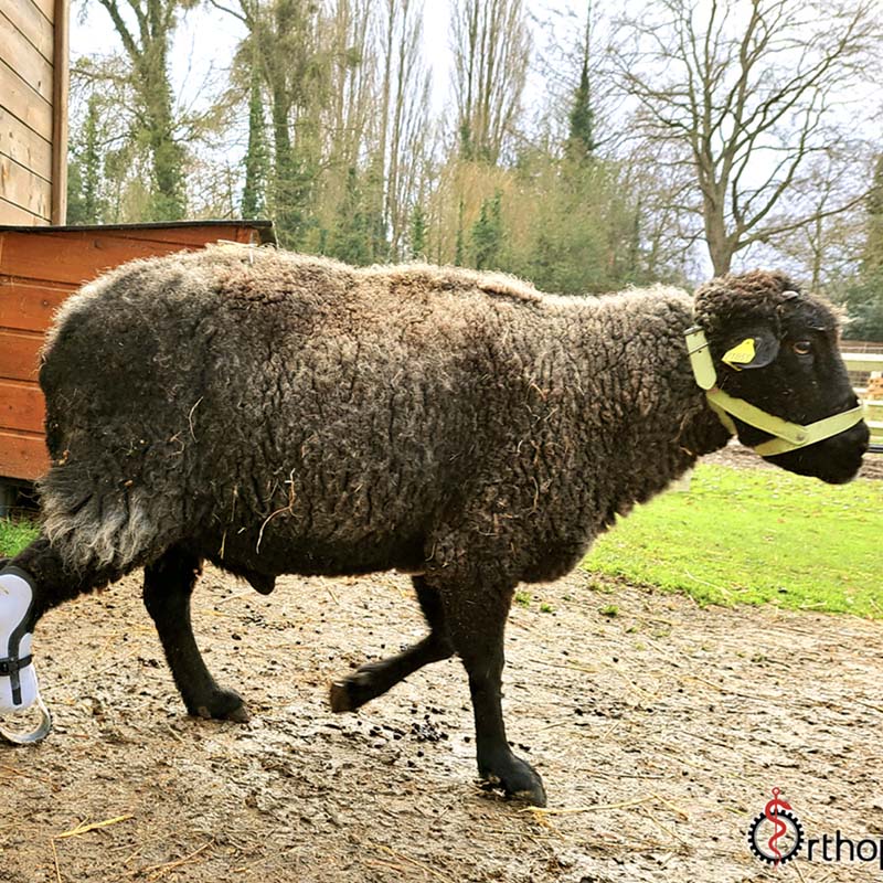 Mouton noir qui marche avec une prothèse à la patte arrière gauche