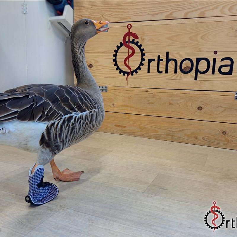 Oie qui marche avec une prothèse à une patte