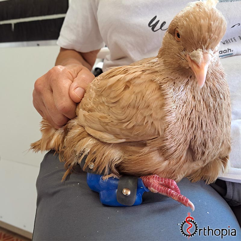 Pigeon avec une prothèse à une patte