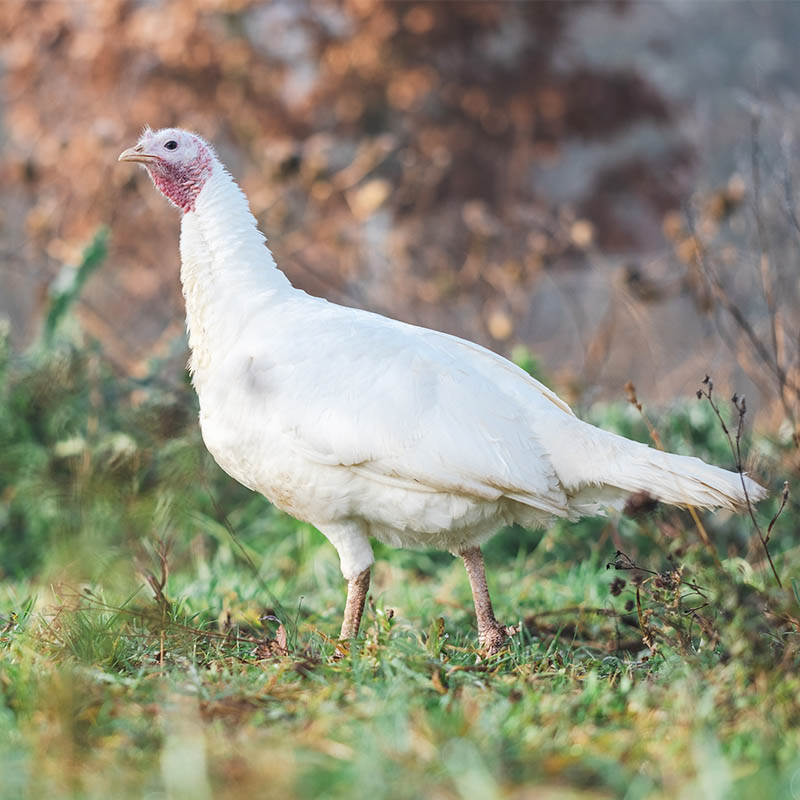 Zaza, dinde heureuse au refuge les 3 Dindes, se promène dans une prairie