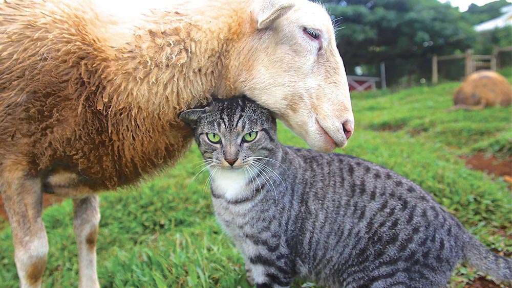 Câlin entre un mouton et un chat tigré gris aux yeux verts, dans un pré