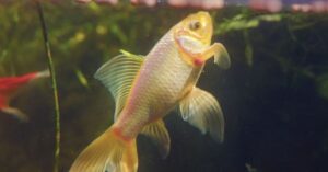 Splash Gordon, poisson rouge