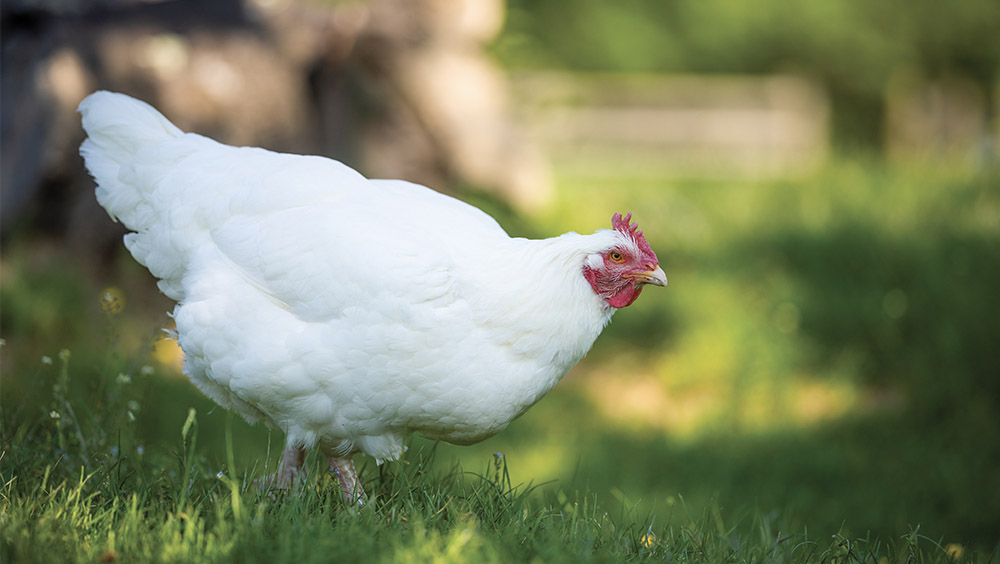 Belle poule blanche dans l'herbe