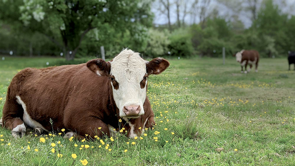 Jolie vache blanche et marron couchée dans un pré