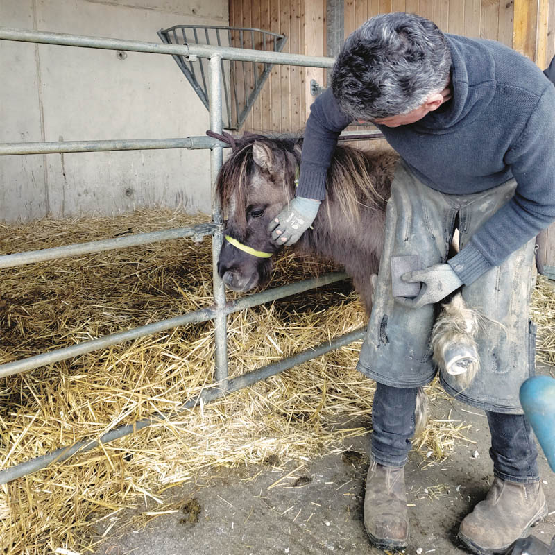 Maréchal-ferrant en train de parer un poney.