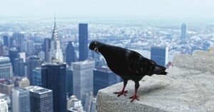 Pigeon sur un toit surplombant une ville.