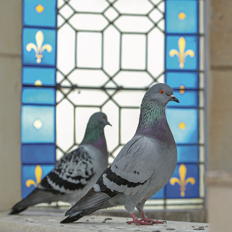 Pigeon devant un vitrail