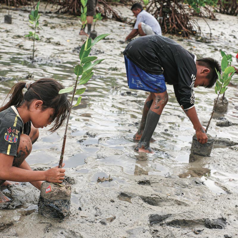 Plantation de jeunes plants de palétuviers par des enfants.
