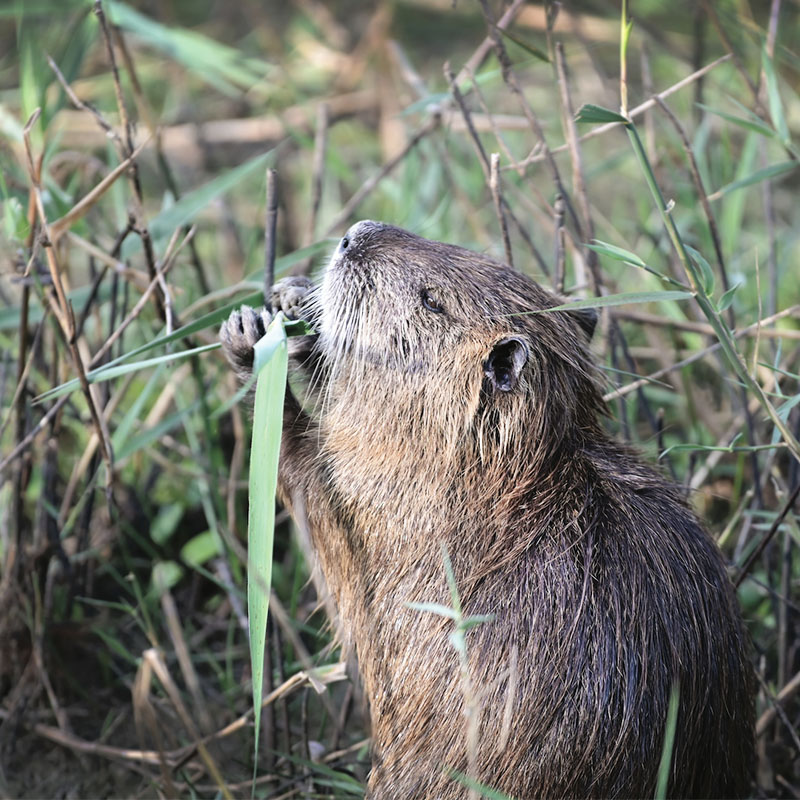 Ragondin qui mange de l'herbe.