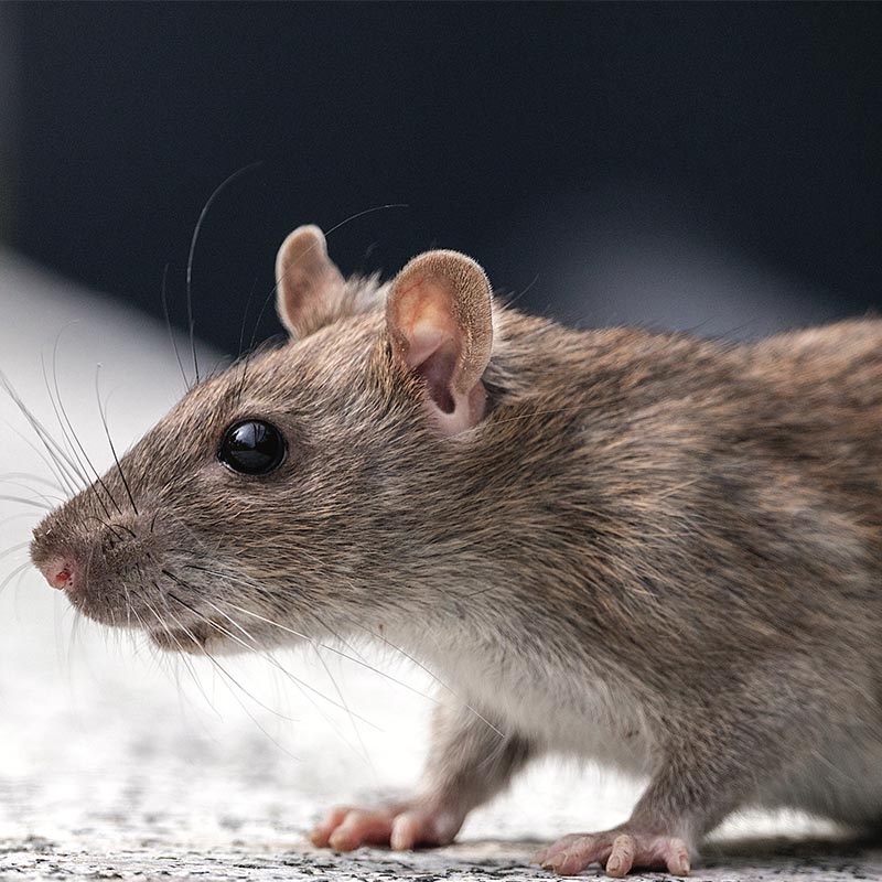 Rat minon