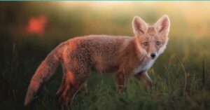 Renard dans une prairie, lumière douce
