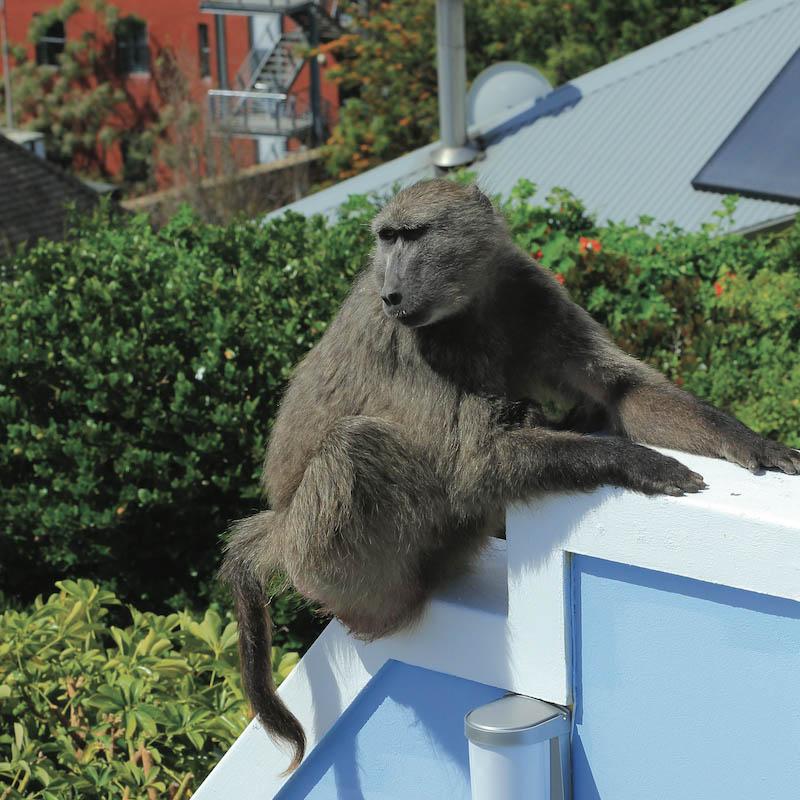 Babouin sur un muret.