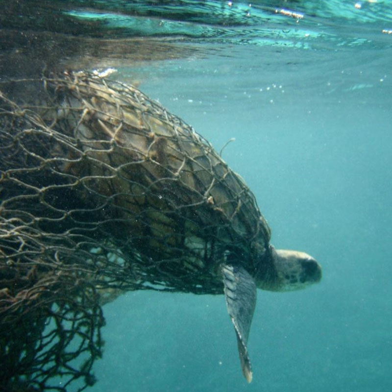 Tortue verte prisonnière d'un filet de pêche.