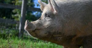 Nala un amour de truie au refuge Groin Groin