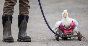 Le handicap chez les animaux, par Adrien (16 ans)