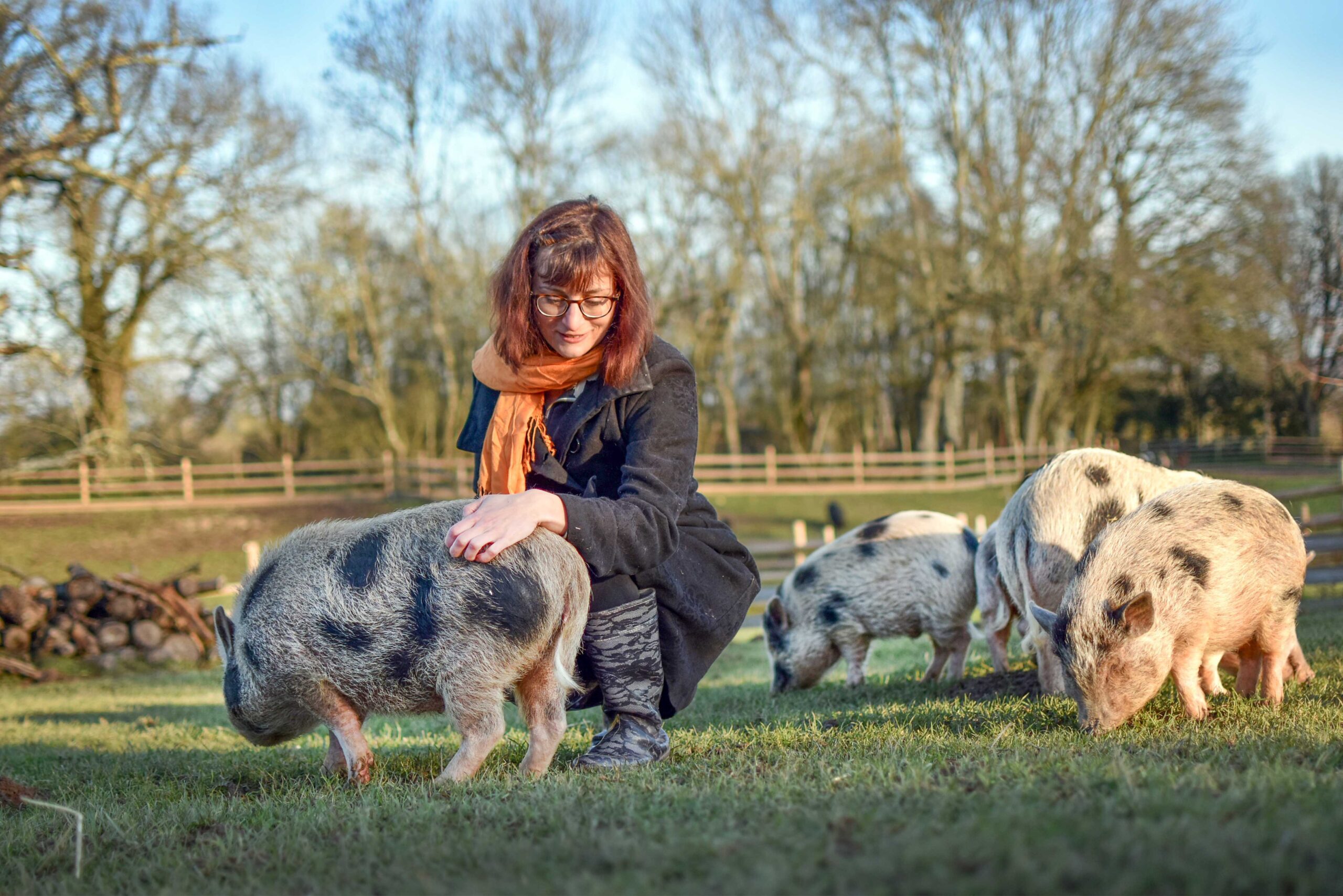 Harry, Hermione, Lily et Hagrid, cochons rescapés au refuge GroinGroin / Sarthe / Photo D. Hofbauer