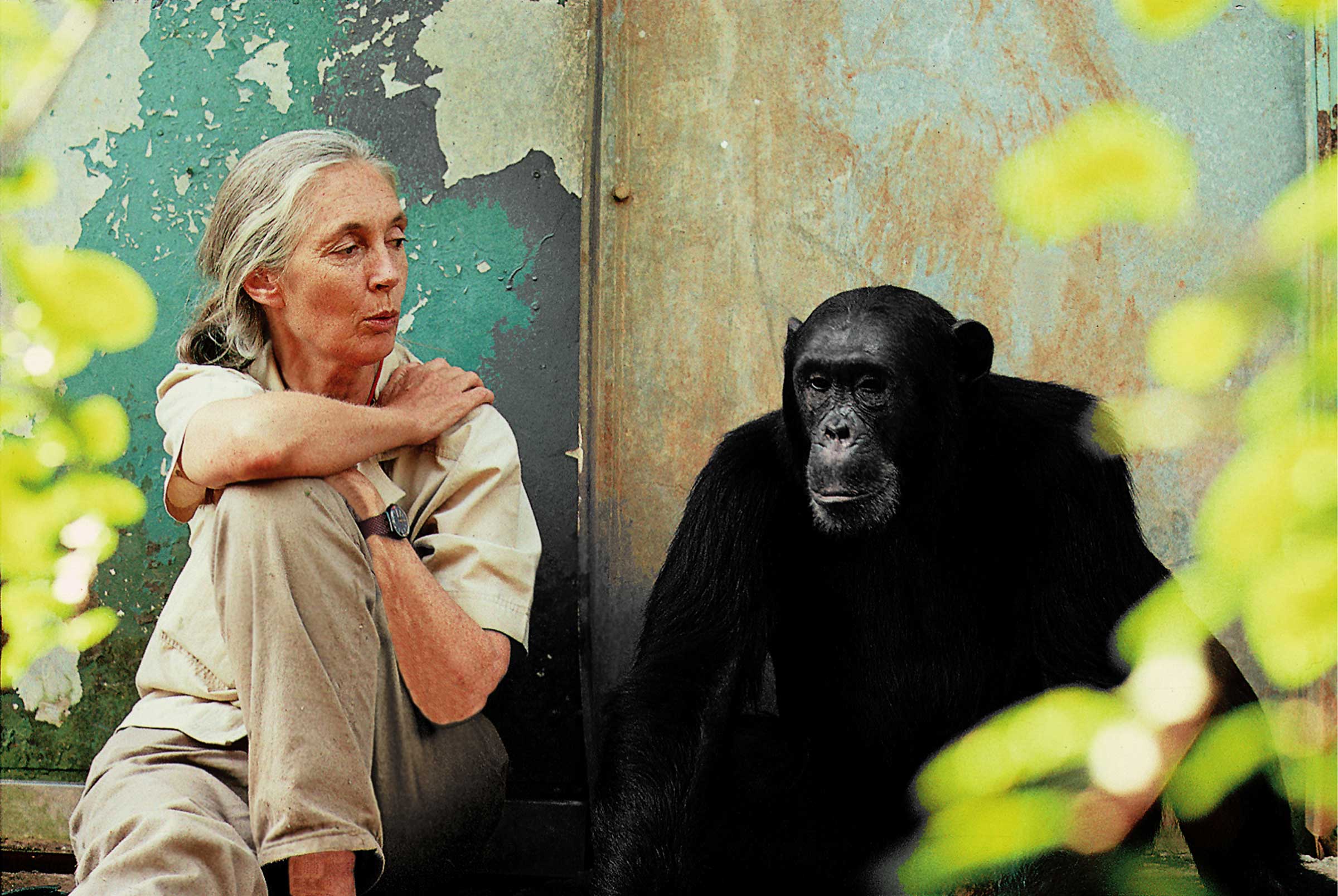 Jane Goodall / Beaucoup de gens encore ne veulent pas considérer les animaux comme des êtres sensibles, avec des émotions et une personnalité.
