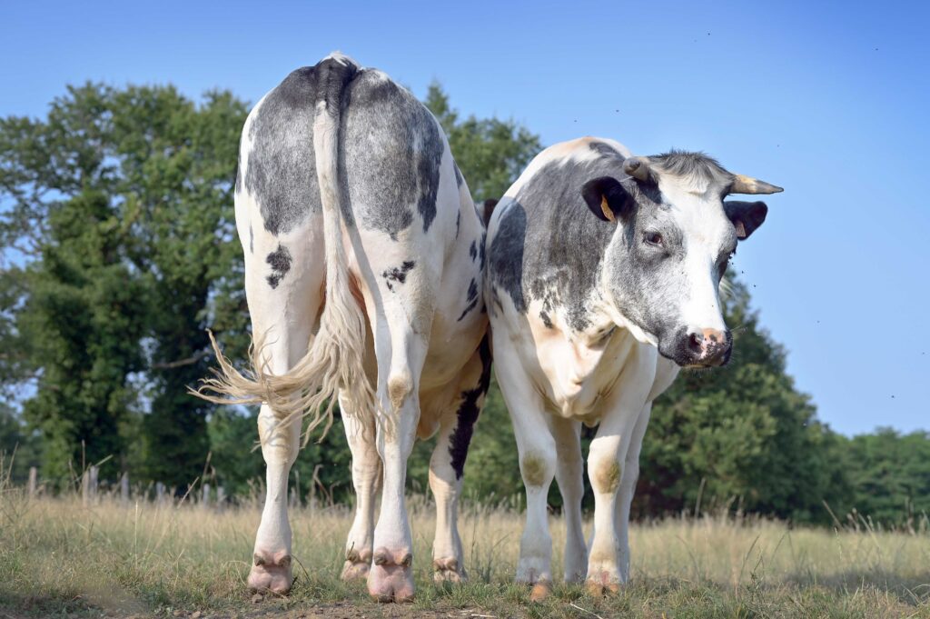 Asie et Europe, veaux recueillis au refuge L’Autre Ferme / Charente / Photo D. Hofbauer