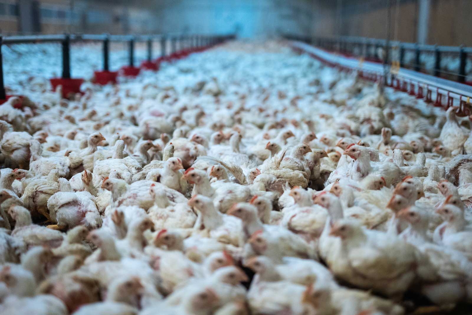 Élevage intensif de poulets / Mayenne / Photo L214