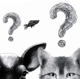 Fiche d'activité / Exercice&nbsp;: Quel animal suis-je&nbsp;?